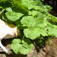 Common Butterbur